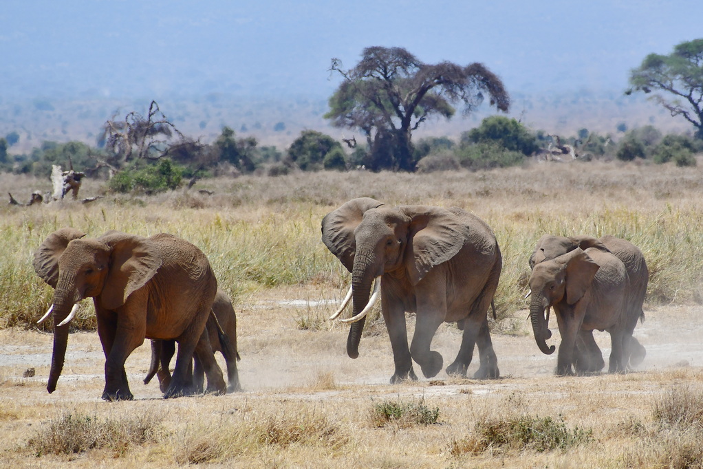 Amboseli Nat. Reserve